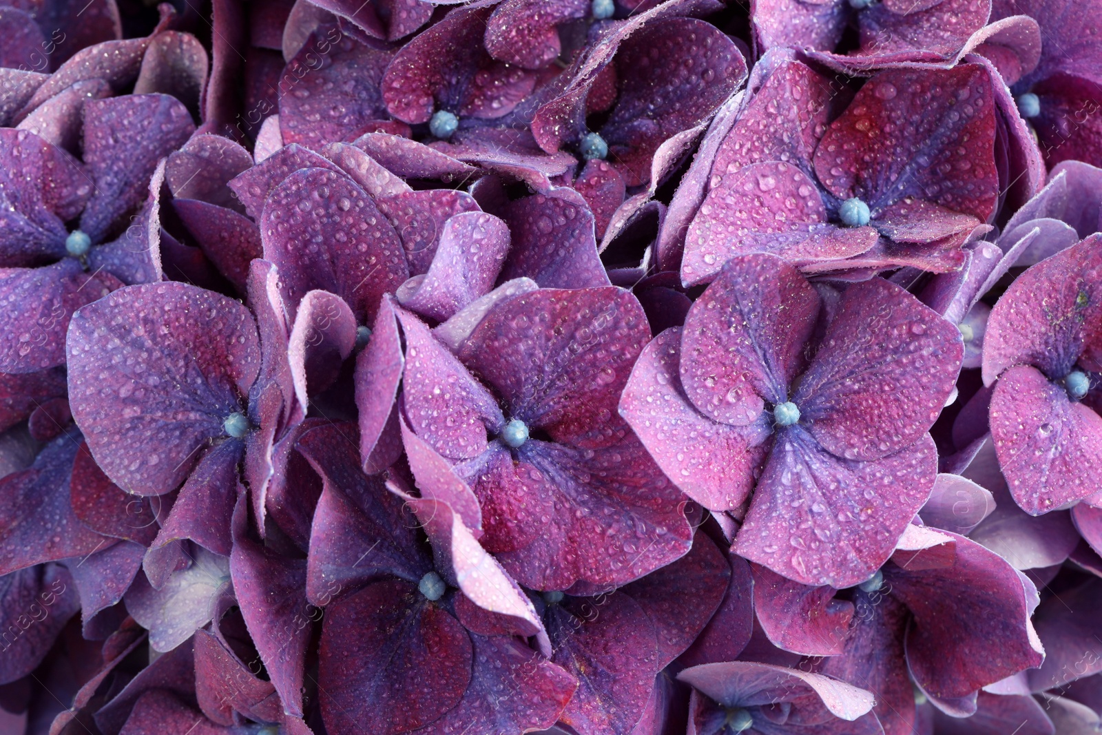 Photo of Beautiful violet hortensia flowers with water drops as background, closeup