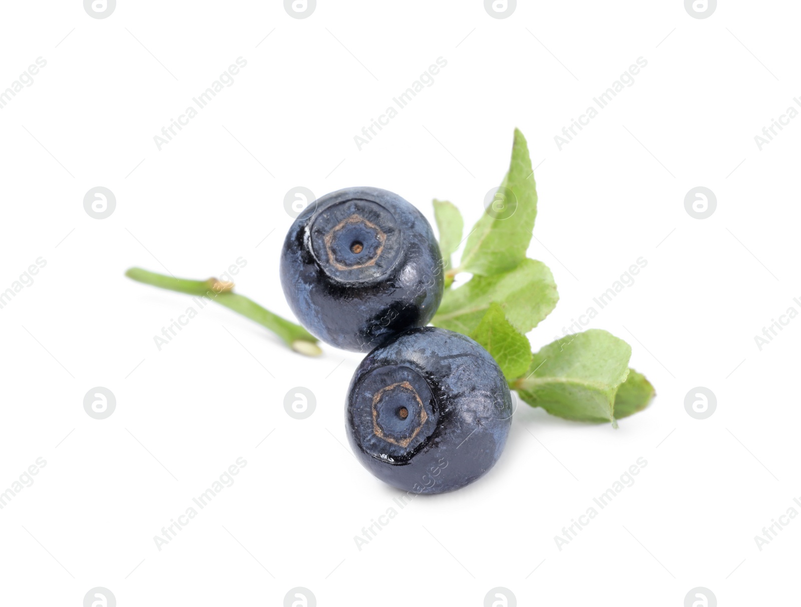 Photo of Twig with ripe bilberries isolated on white