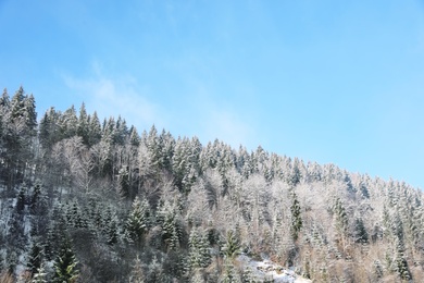 Beautiful mountain forest on sunny day in winter