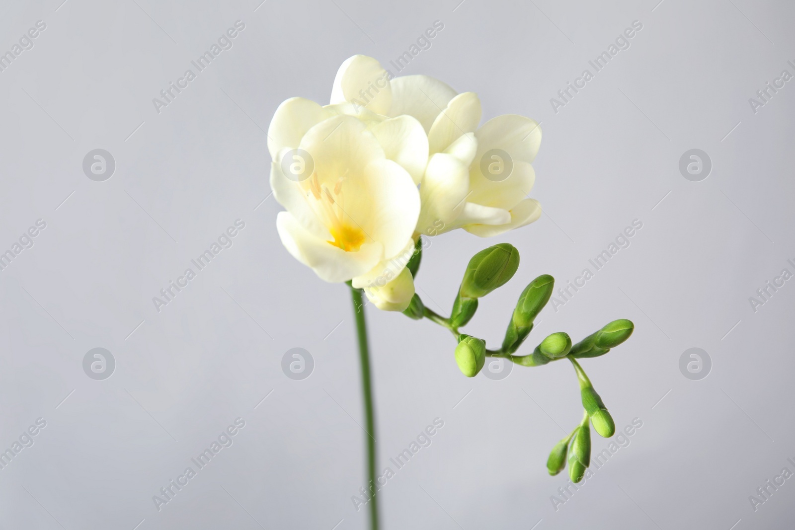 Photo of Beautiful freesia with fragrant flowers on grey background