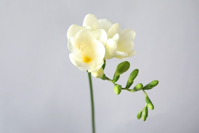 Photo of Beautiful freesia with fragrant flowers on grey background