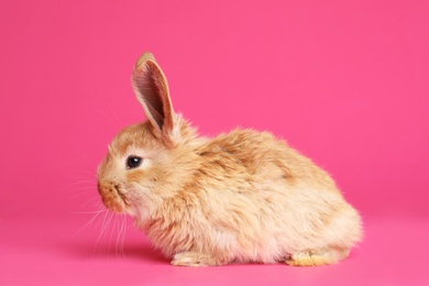 Photo of Adorable furry Easter bunny on color background