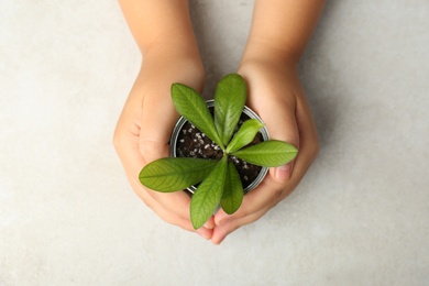 Child holding tin can with green plant at light table, top view