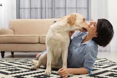 Adorable yellow labrador retriever with owner at home