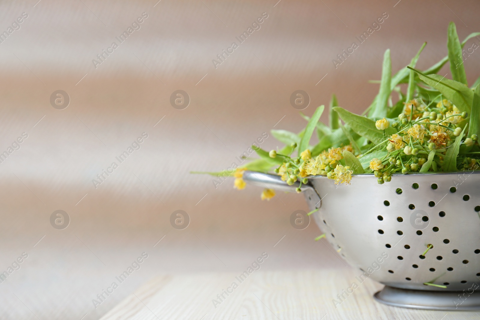 Photo of Beautiful linden blossoms and green leaves in colander on white wooden table, closeup. Space for text