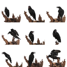 Image of Collage with black ravens on white background