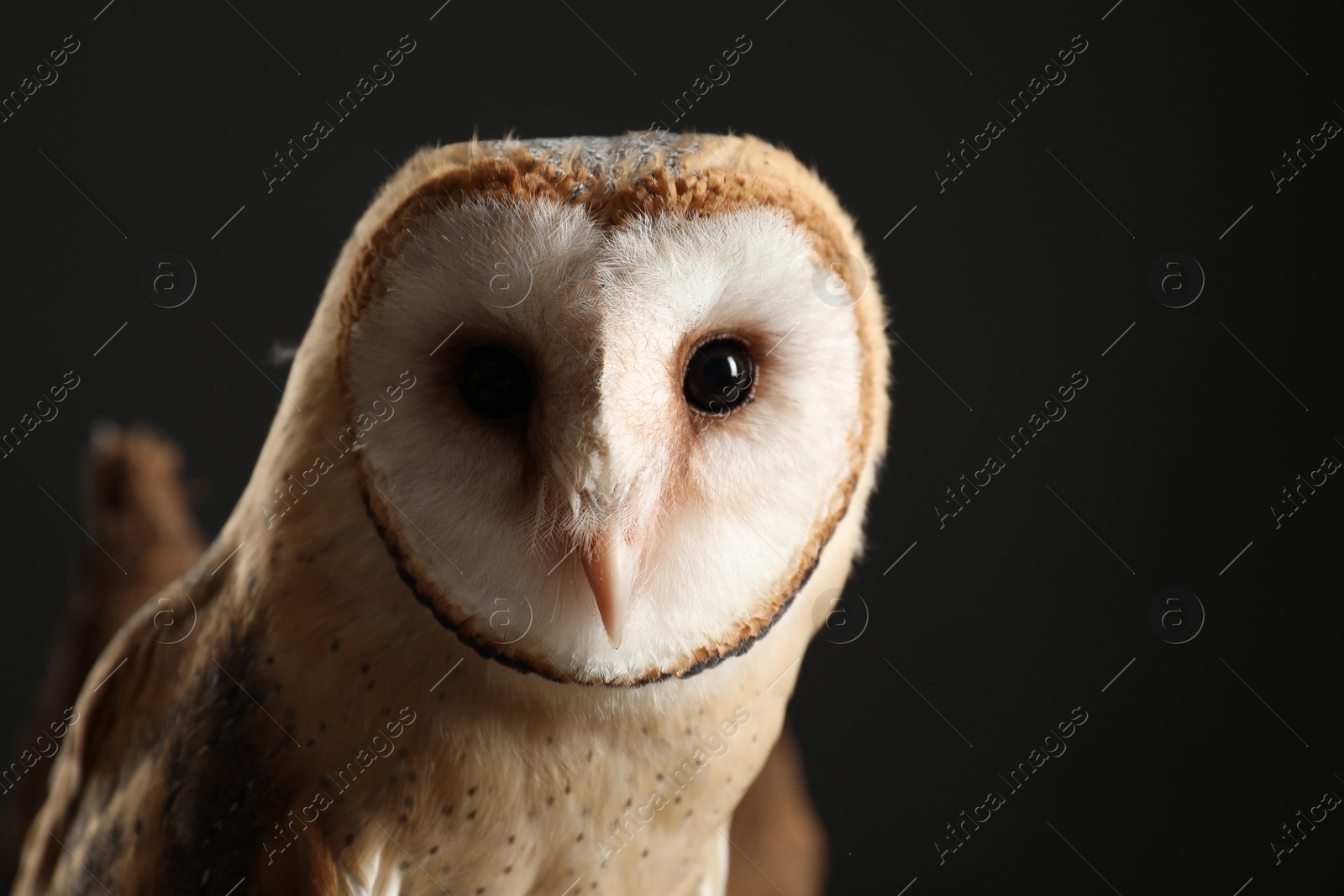 Photo of Beautiful common barn owl on black background, closeup