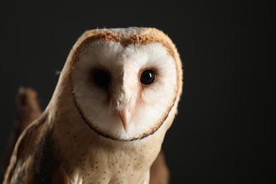 Photo of Beautiful common barn owl on black background, closeup