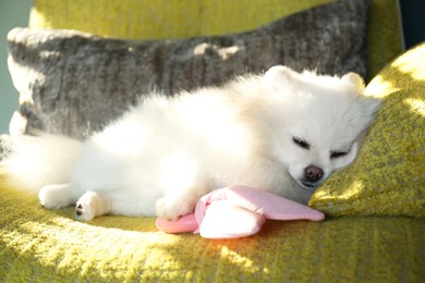 Photo of Cute fluffy Pomeranian dog on armchair. Lovely pet