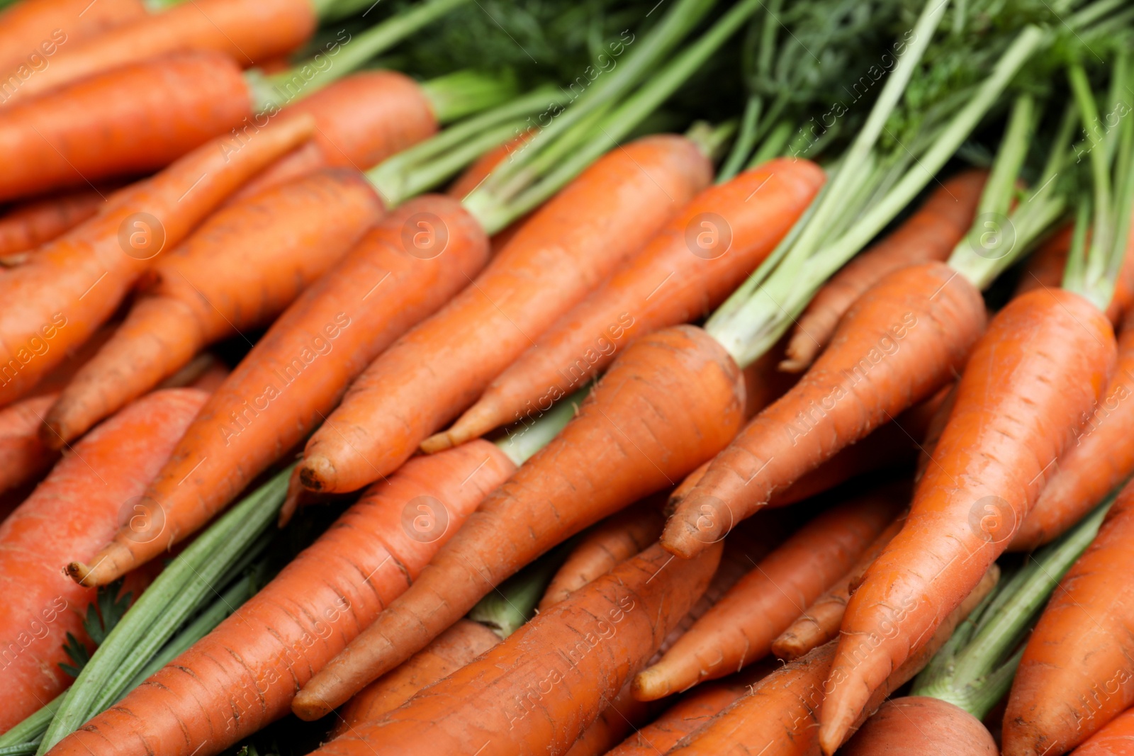 Photo of Pile of tasty raw carrots as background, closeup