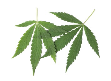 Fresh green hemp leaves on white background, top view