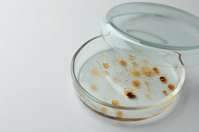Photo of Petri dish with bacteria colony on white background, space for text