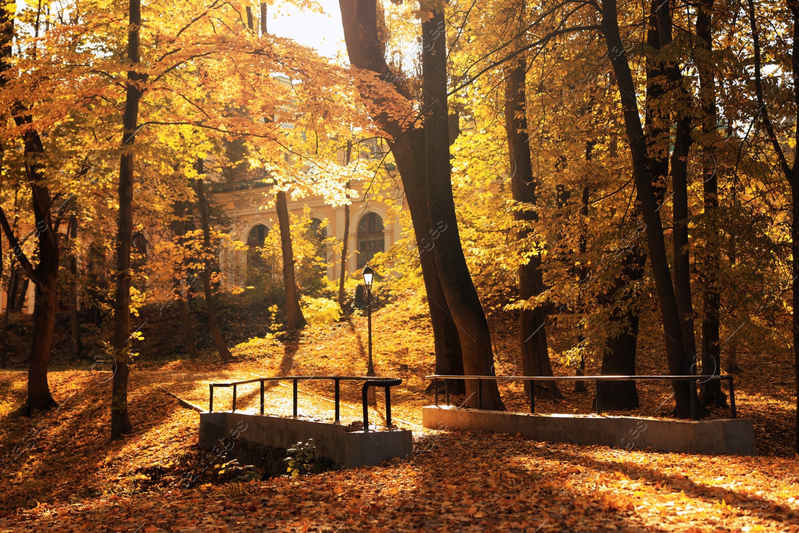 Photo of Beautiful yellowed trees and streetlight in park on sunny day