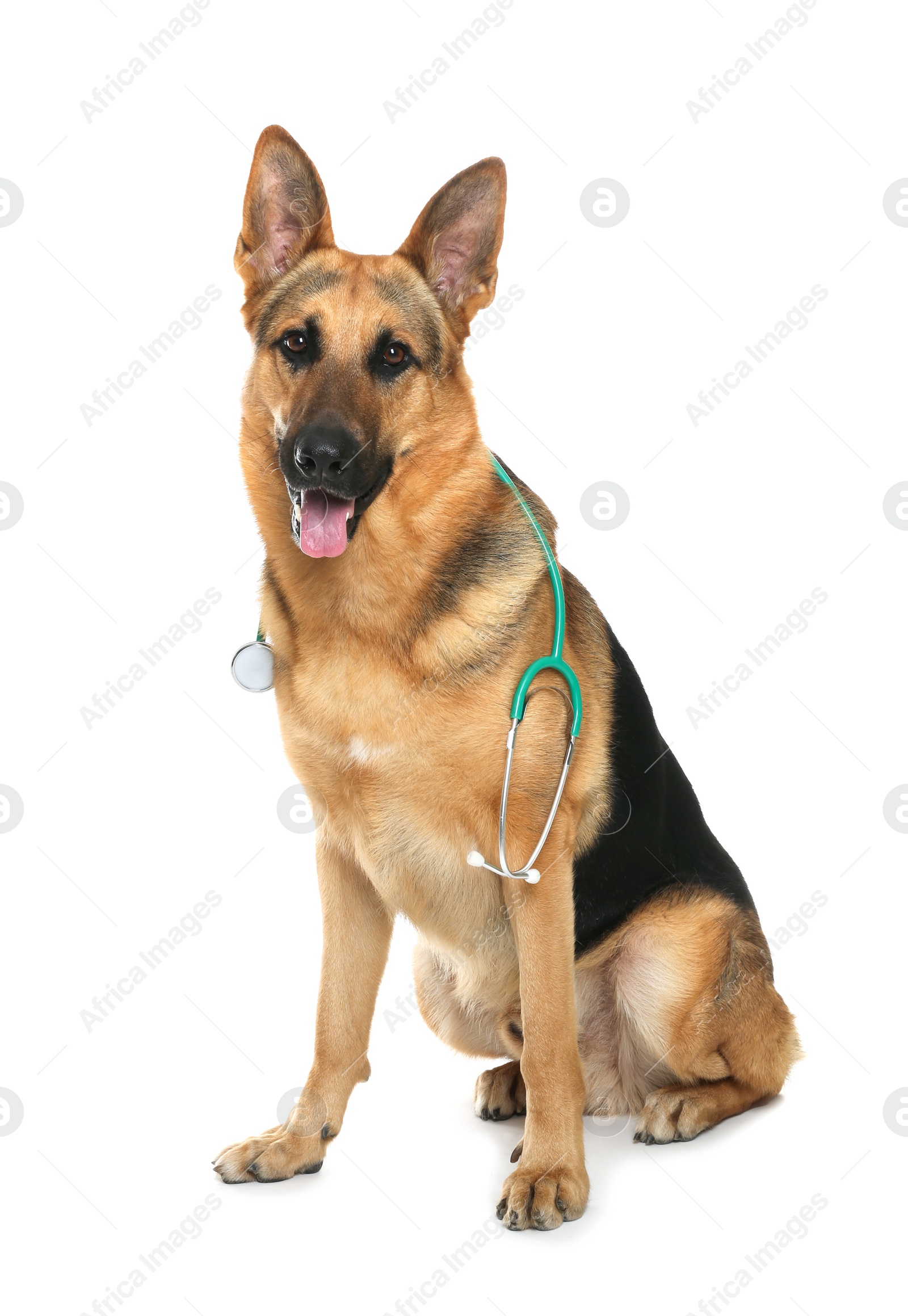 Photo of Cute dog with stethoscope as veterinarian on white background