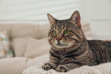 Cute tabby cat on knitted plaid indoors