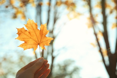 Woman holding autumn leaf against sunlight in park. Space for text