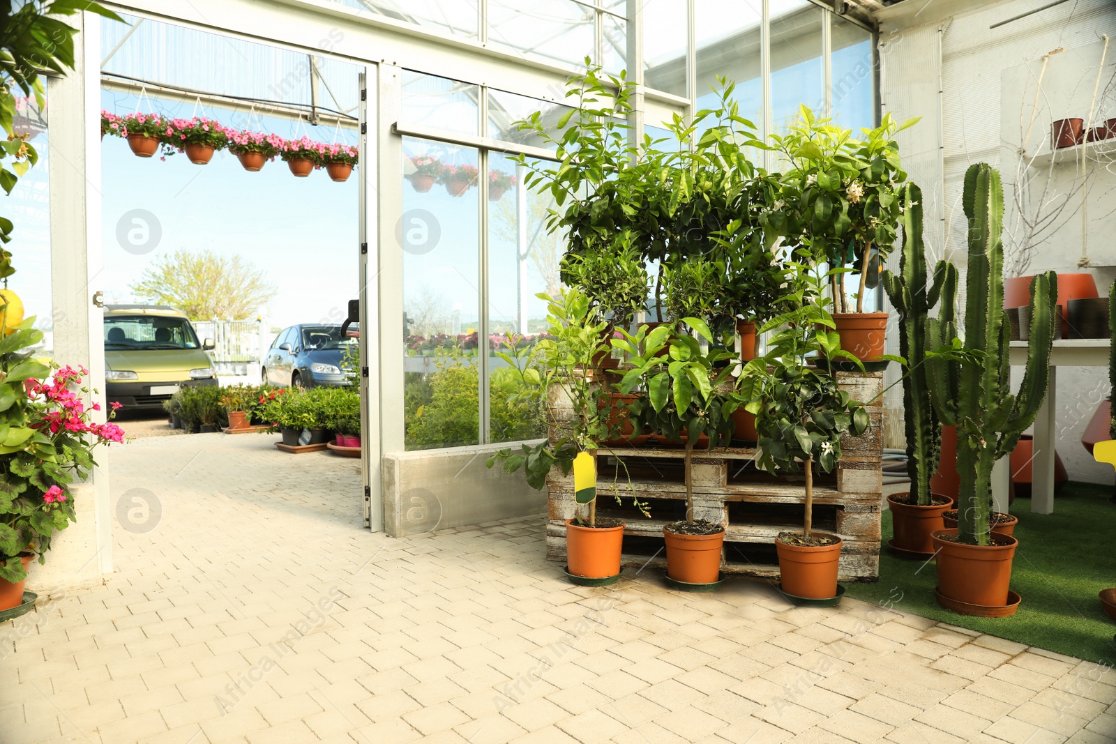 Photo of Garden center with many different potted plants