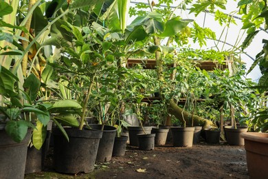 Many different beautiful potted plants in greenhouse