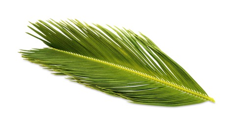 Photo of Beautiful green palm branch isolated on white. Tropical leaves