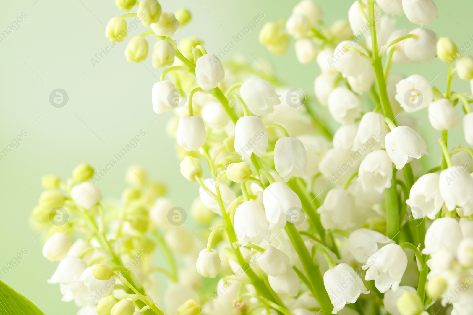 Photo of Beautiful lily of the valley flowers on light background, closeup