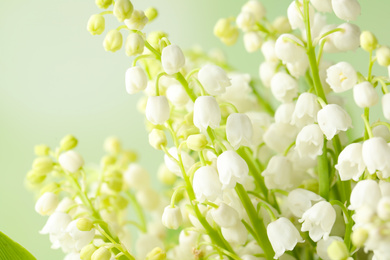 Beautiful lily of the valley flowers on light background, closeup