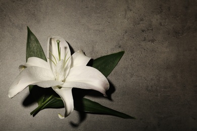 Photo of Beautiful lily and space for text on gray background. Funeral flower