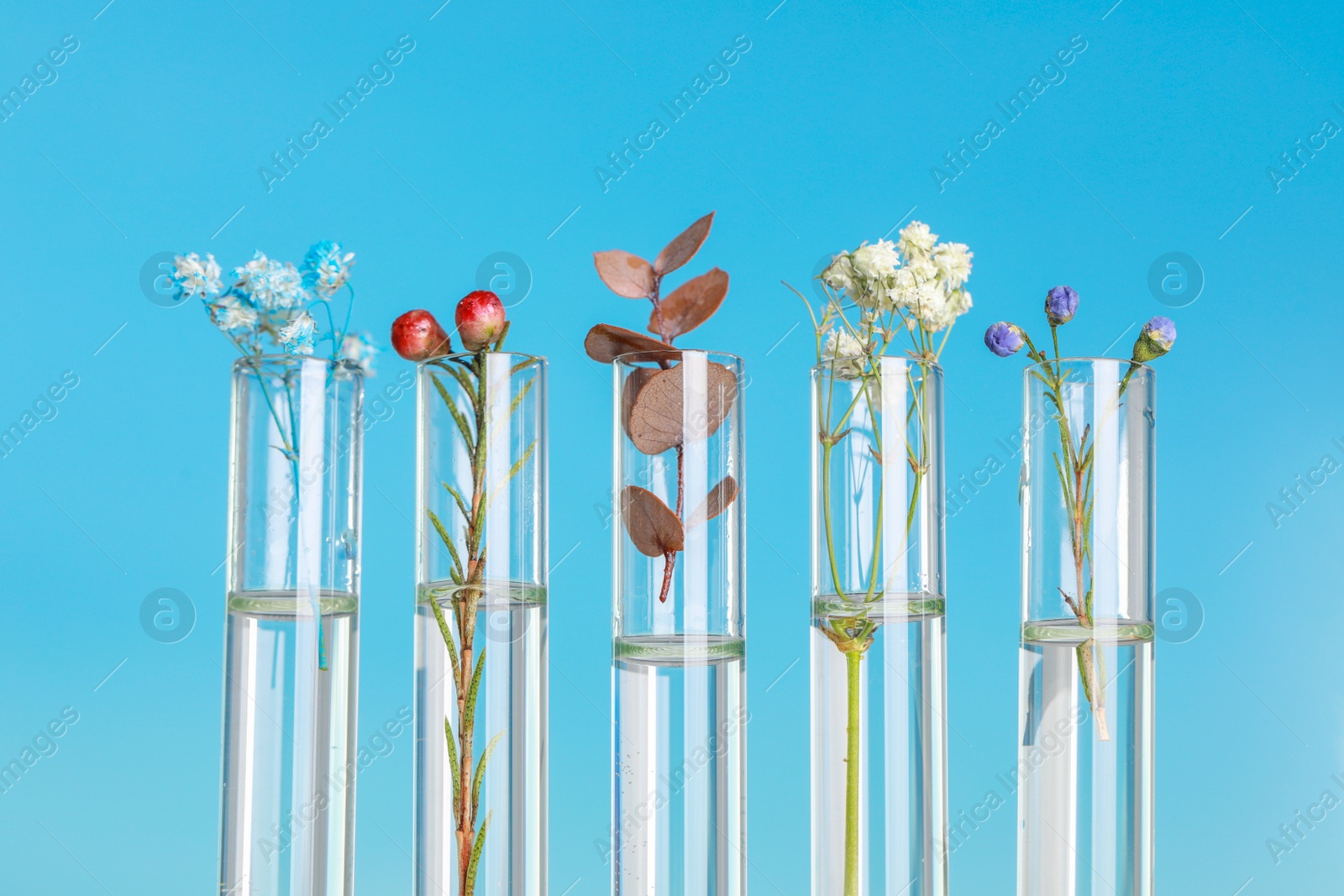 Photo of Different plants in test tubes on light blue background, closeup