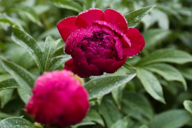 Photo of Beautiful red peony flower with dew drops outdoors, closeup