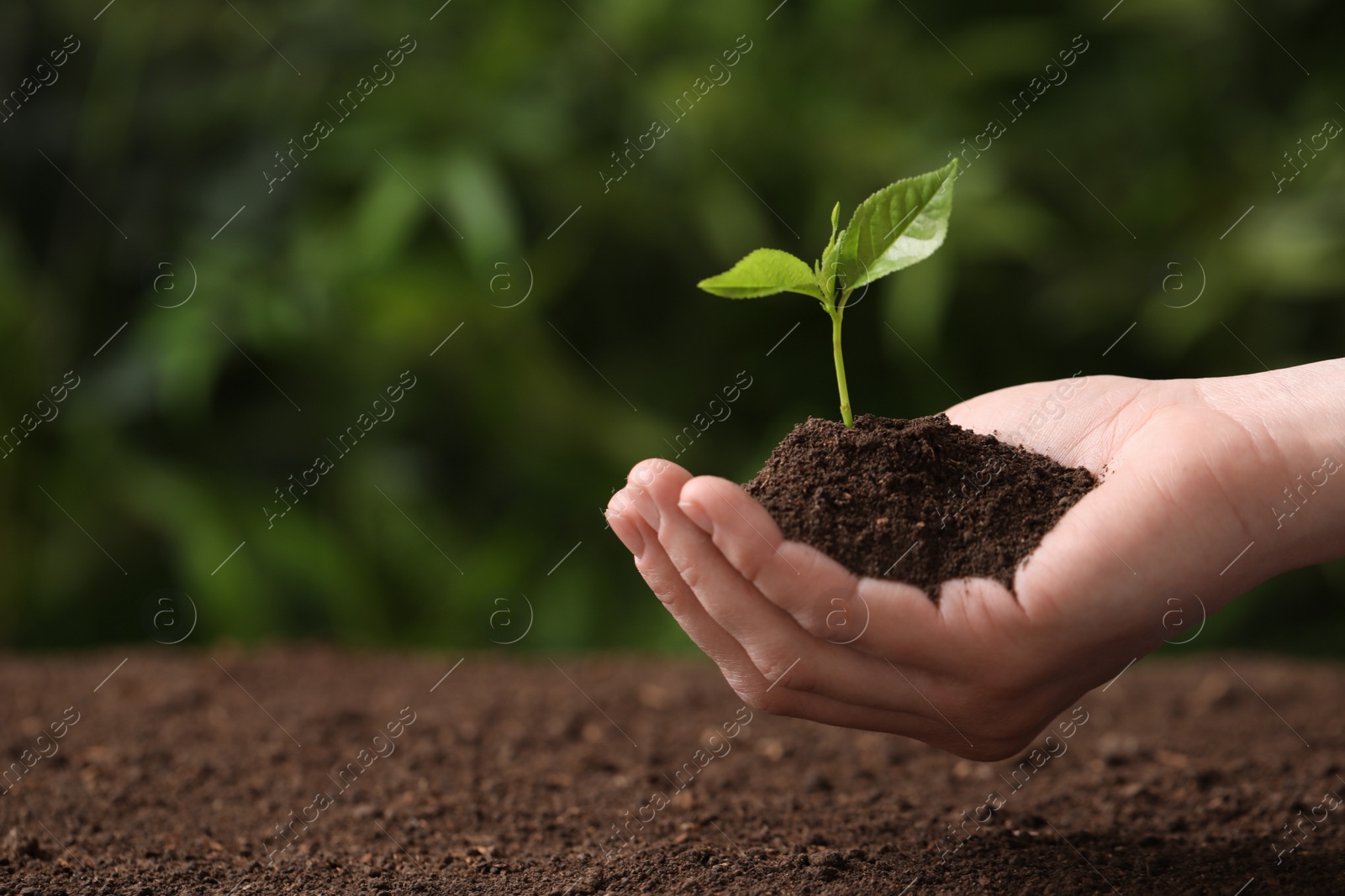 Photo of Woman holding young seedling over soil on blurred background, closeup. Space for text