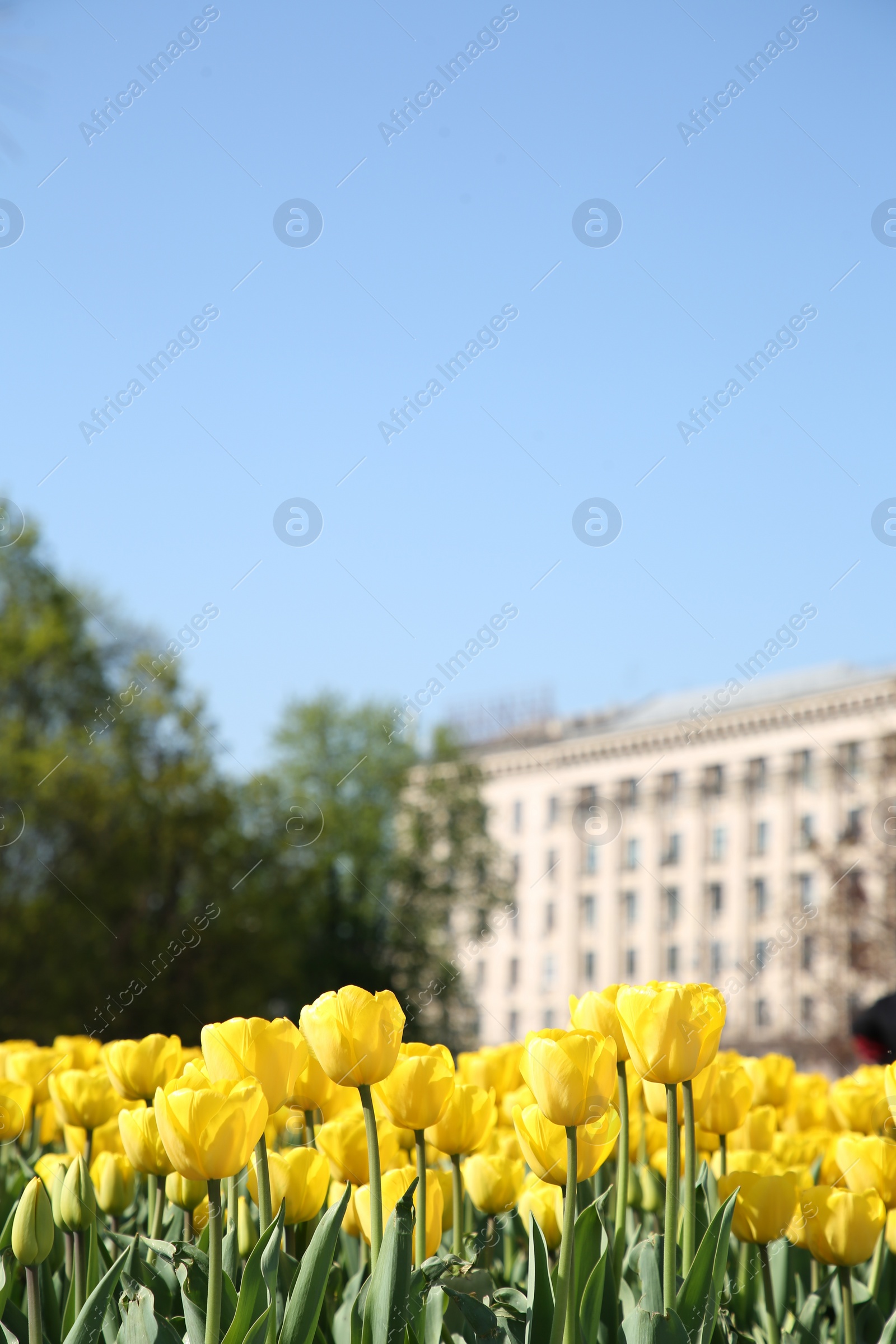 Photo of Many beautiful yellow tulips growing on sunny day outdoors, space for text. Spring season