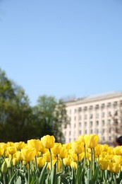 Photo of Many beautiful yellow tulips growing on sunny day outdoors, space for text. Spring season