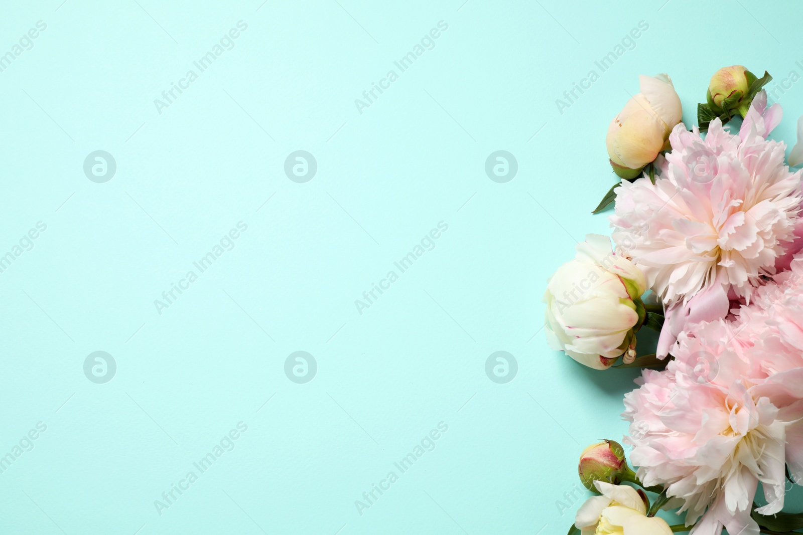 Photo of Beautiful peonies on light blue background, flat lay. Space for text