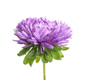 Beautiful bright aster flower on white background