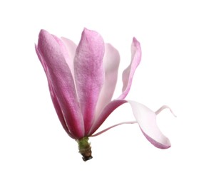 Beautiful pink magnolia flower isolated on white