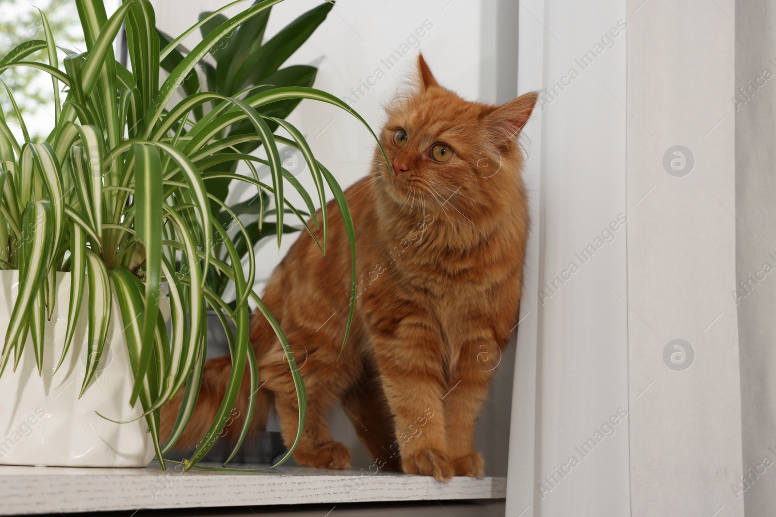 Photo of Adorable cat near green houseplants on windowsill at home