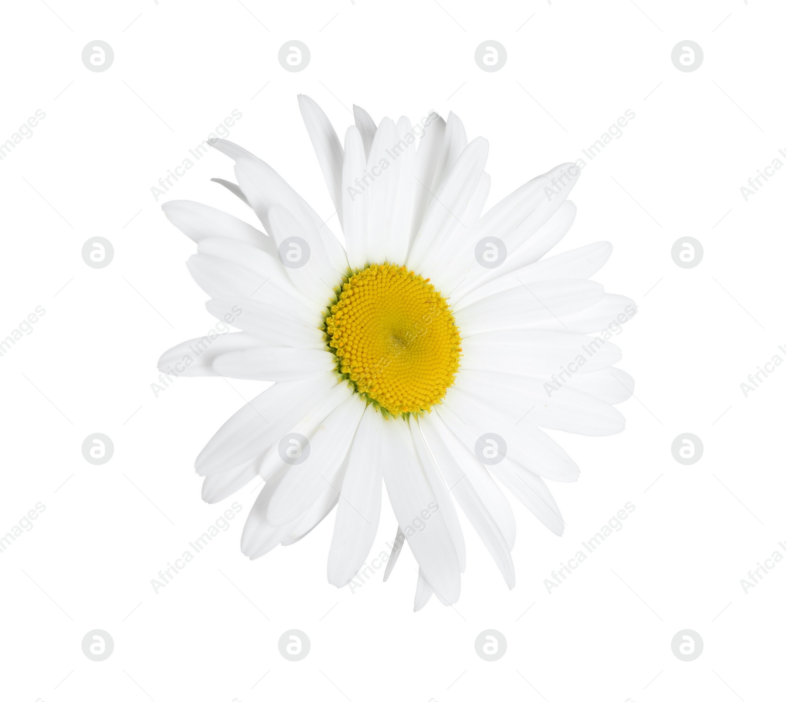 Photo of Beautiful fragrant chamomile flower isolated on white