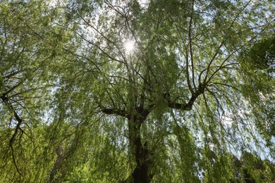 Beautiful willow tree with green leaves growing outdoors on sunny day, low angle view