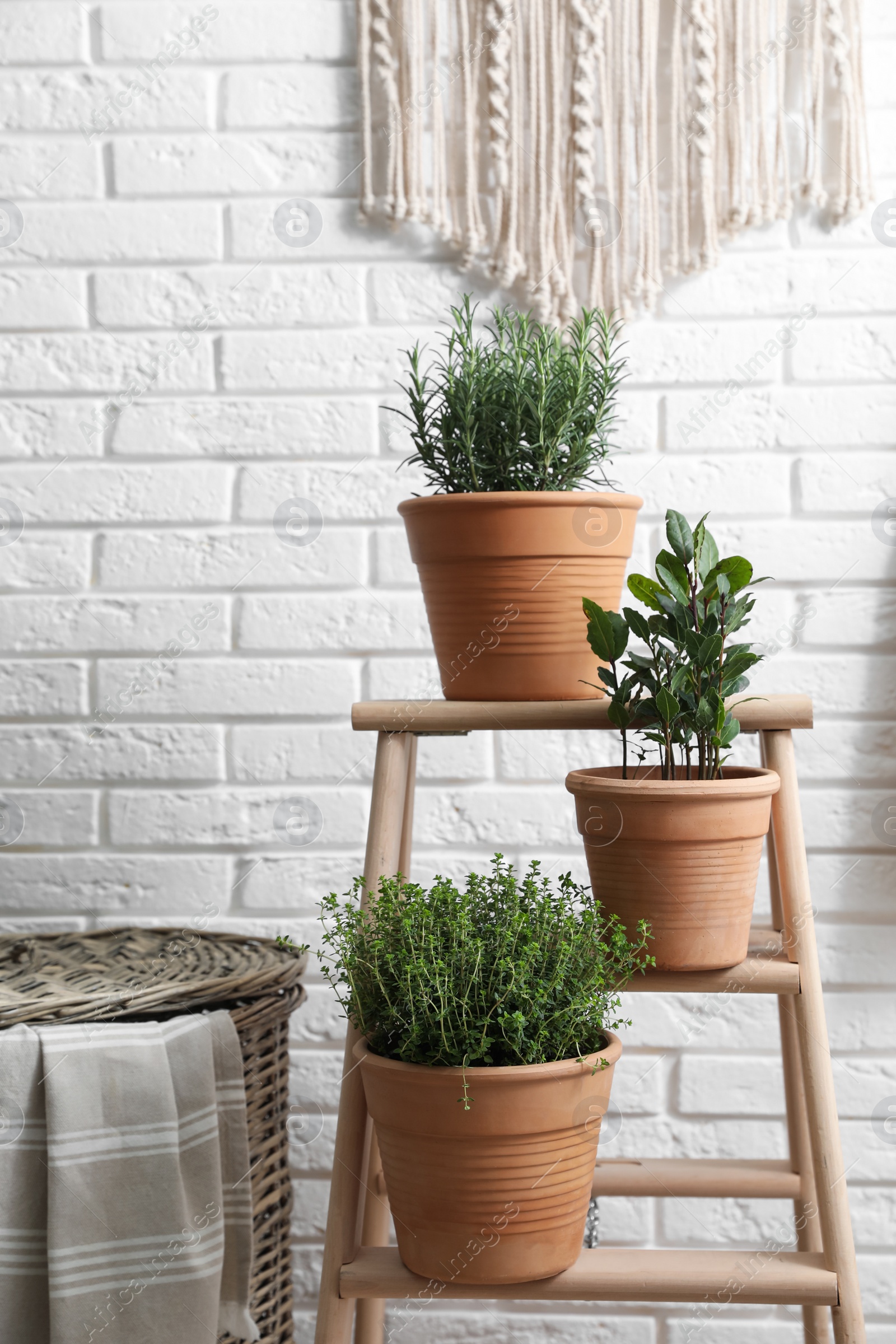 Photo of Different aromatic potted herbs near white brick wall indoors