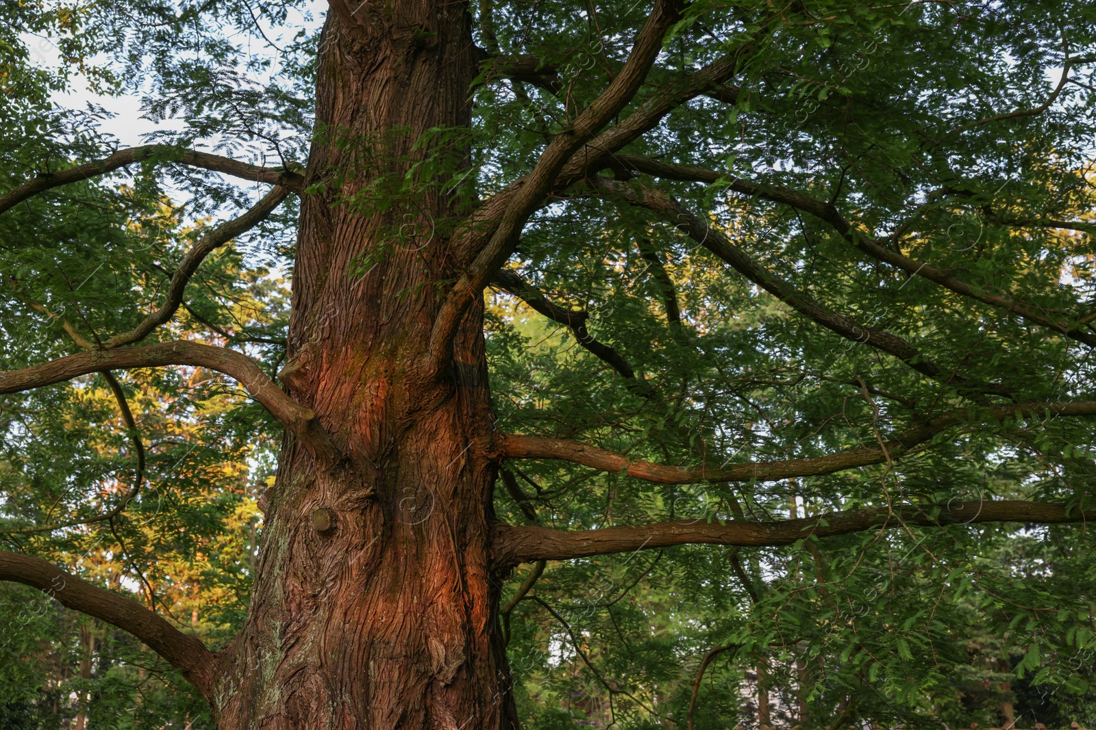 Photo of Beautiful tree with green leaves growing in park