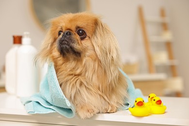 Photo of Cute Pekingese dog with towel and rubber ducks in bathroom. Pet hygiene
