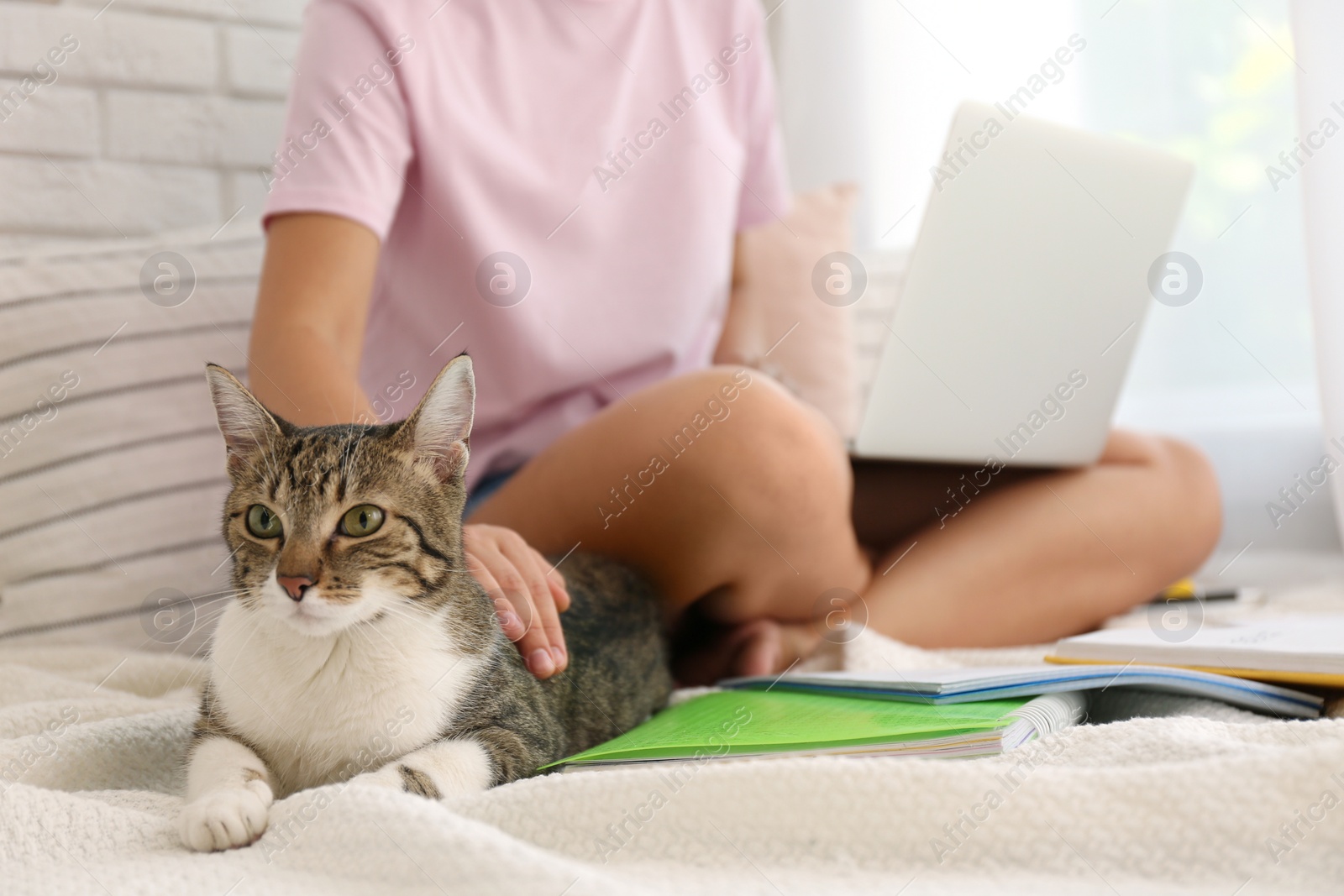 Photo of Young woman with cat working on laptop near window, closeup. Home office concept