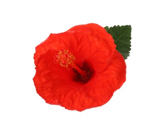 Beautiful red hibiscus flower and green leaf isolated on white