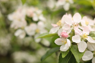 Apple tree with beautiful blossoms outdoors, space for text. Spring season