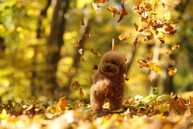 Photo of Cute Maltipoo dog and falling leaves in autumn park
