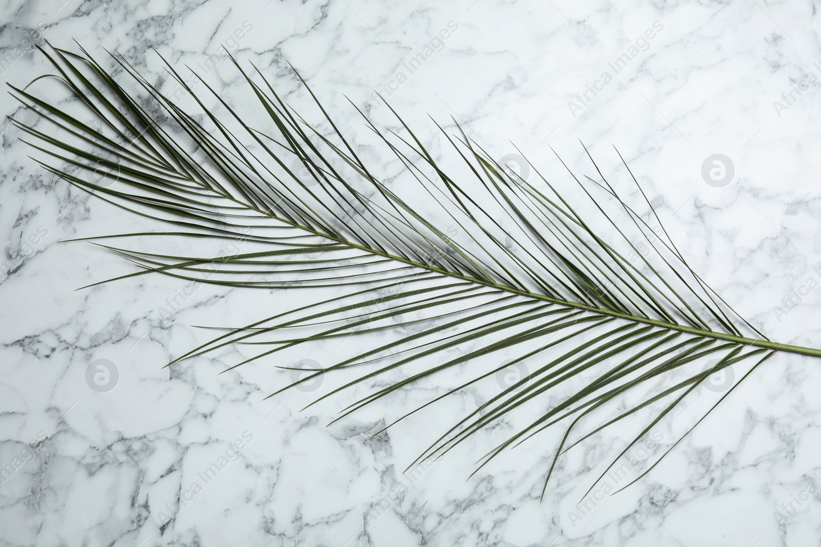 Photo of Leaf of tropical palm tree on marble background, top view