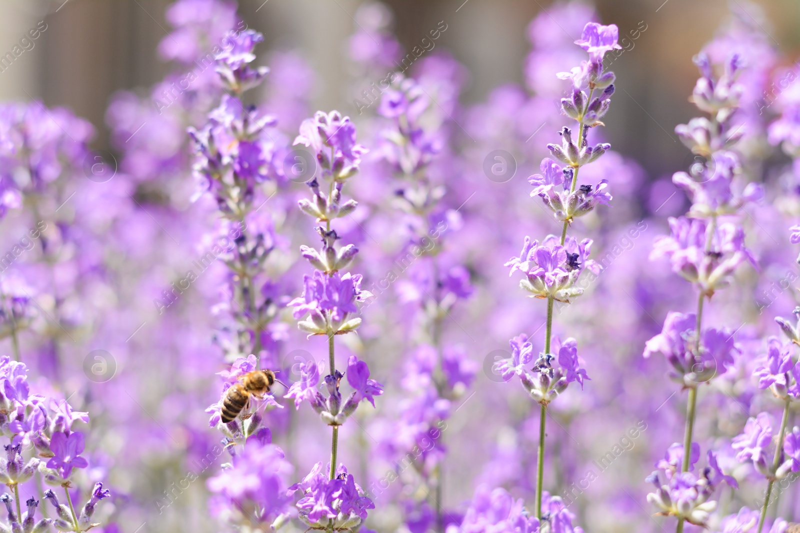 Photo of Beautiful lavender flowers growing in field, closeup