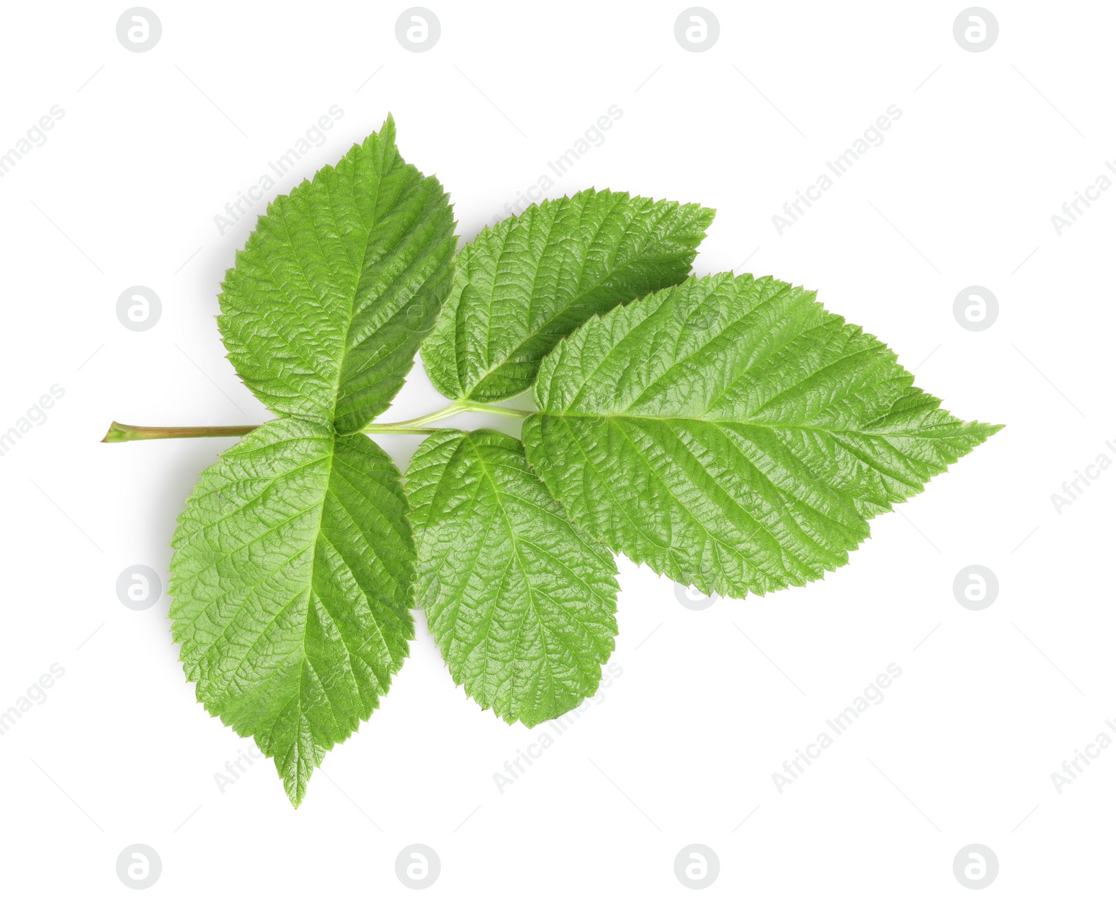 Photo of Fresh green blackberry leaves isolated on white, top view