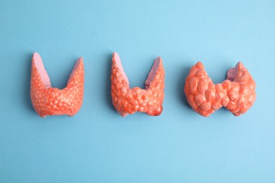 Plastic models of healthy and afflicted thyroids on light blue background, flat lay