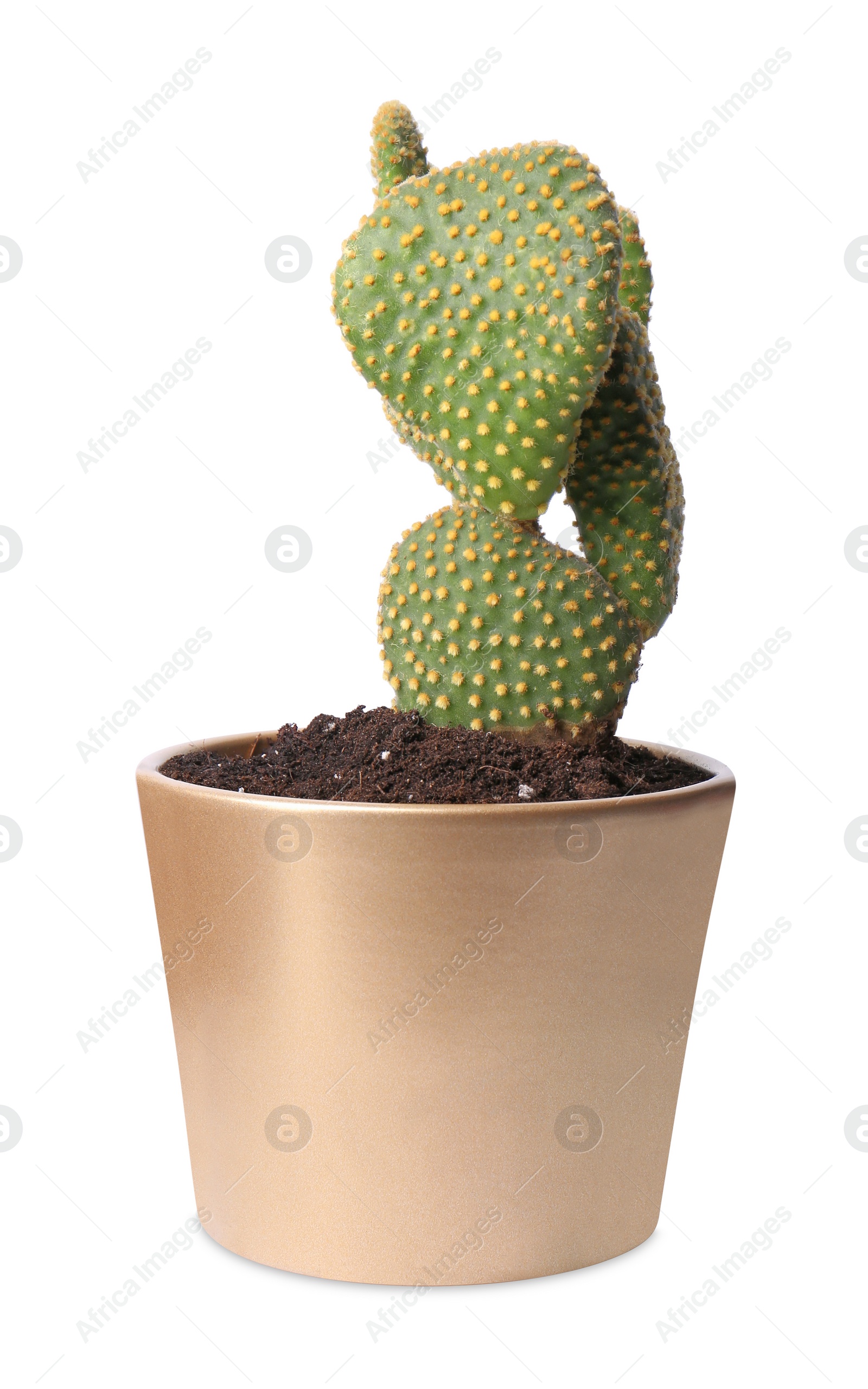 Photo of Beautiful Opuntia cactus in pot on white background