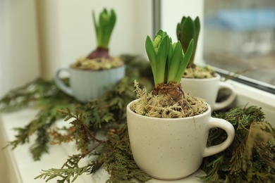 Photo of Potted hyacinth flowers and thuja branches on window sill, closeup